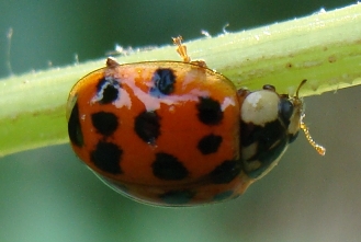 Coccinelle del Parco di Monza